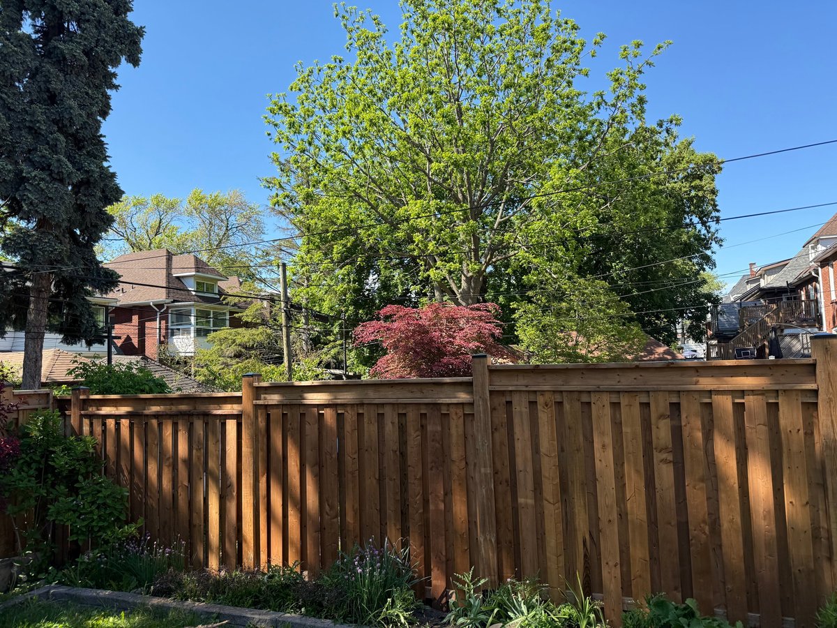 Residential neighborhood with wooden fence, blooming red maple tree, and green foliage under clear blue sky